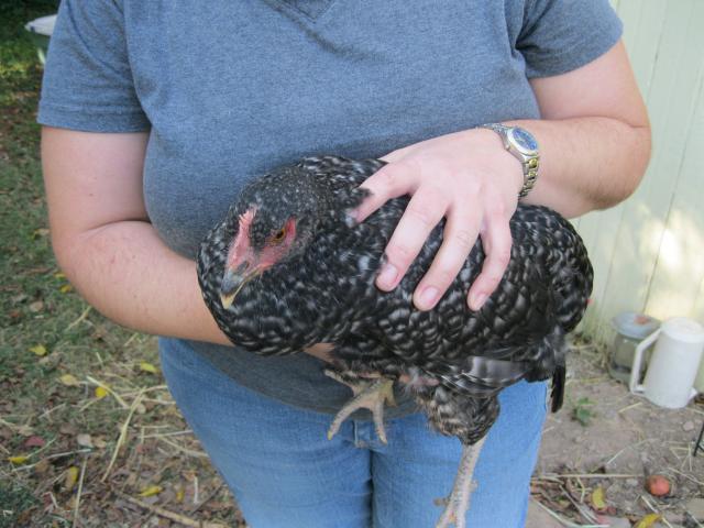 68803_11-barry_the_barred_plymouth_rock_hen-_15_weeks.jpg