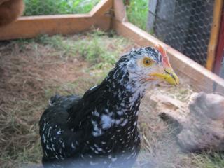 68803_chicken_tractor_week_one_172.jpg