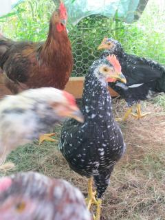 68803_chicken_tractor_week_one_175.jpg