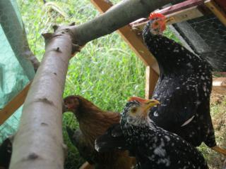 68803_chicken_tractor_week_one_178.jpg