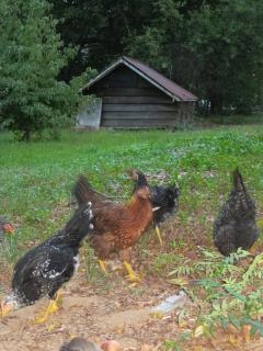 68803_chickens_15_weeks_052.jpg