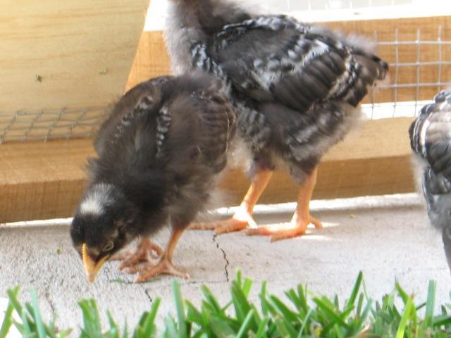 68866_img_3228.jpg
