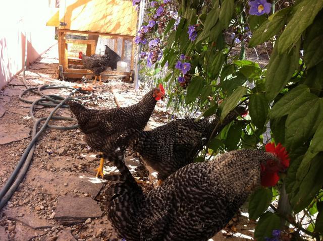 68866_my_hen2.jpg