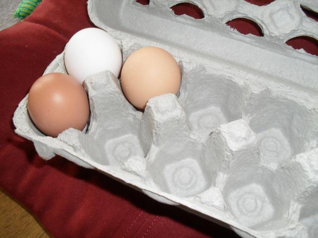 68928_bb_eggcarton.jpg
