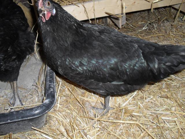 68928_heidi_2.jpg