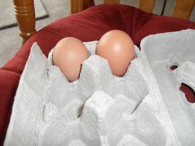 68928_mabb_eggs.jpg