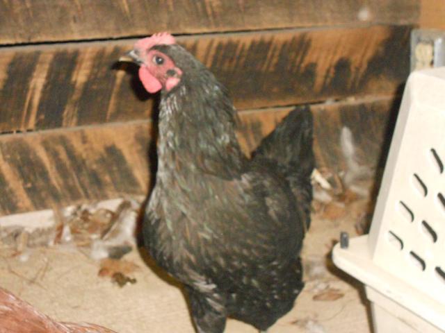 68937_dscn1151.jpg