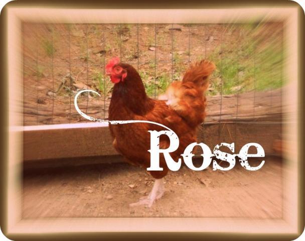 68937_rose1.jpg