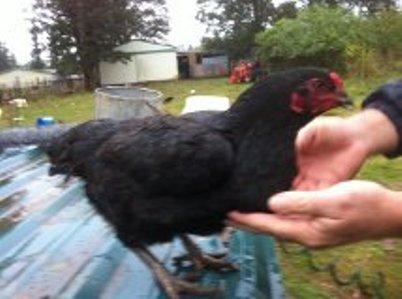 68999_cornish_black_hen.jpg