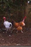 68999_turken_hens_1.jpg