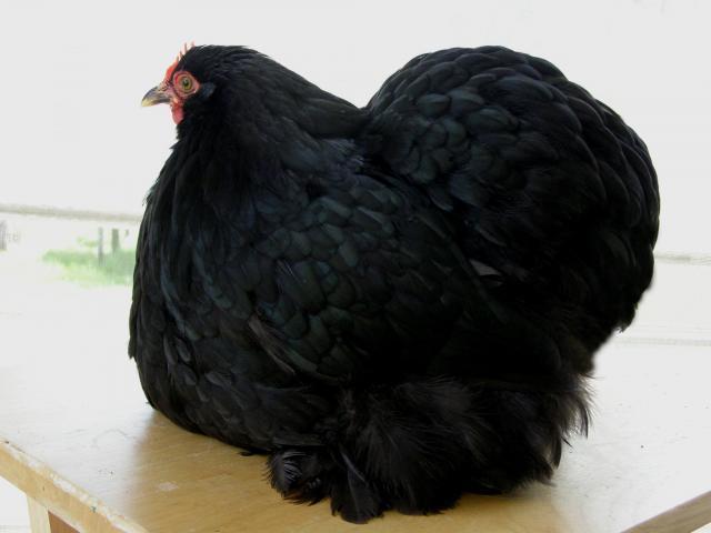 689_black_cochin_pullet.jpg