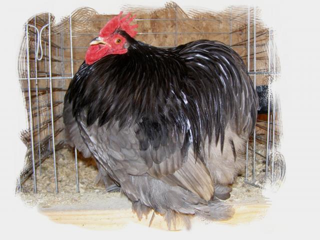 689_blue_cochin_cock.jpg