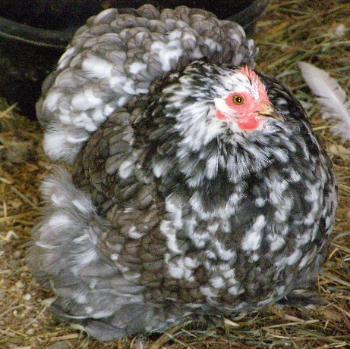 689_blue_mottled.jpg