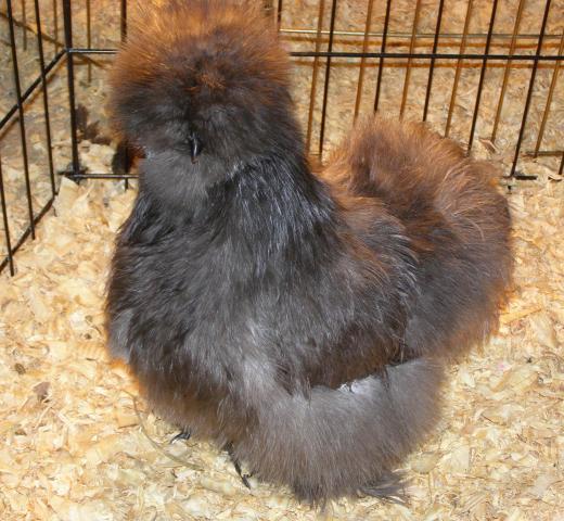 689_blue_pullet_1.jpg