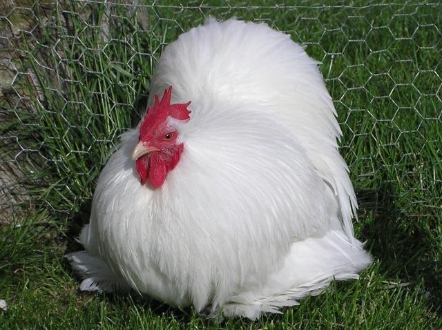 689_white_cochin_cockerel.jpg