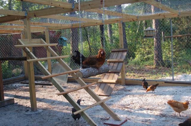 69010_chicken_swinging_001.jpg