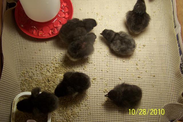 69029_hatching_chicks_001.jpg