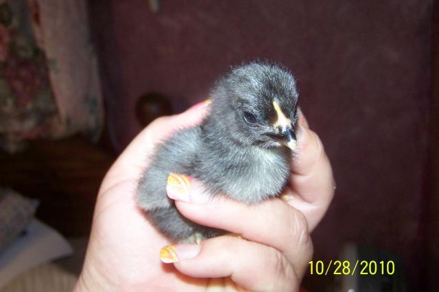 69029_hatching_chicks_002.jpg