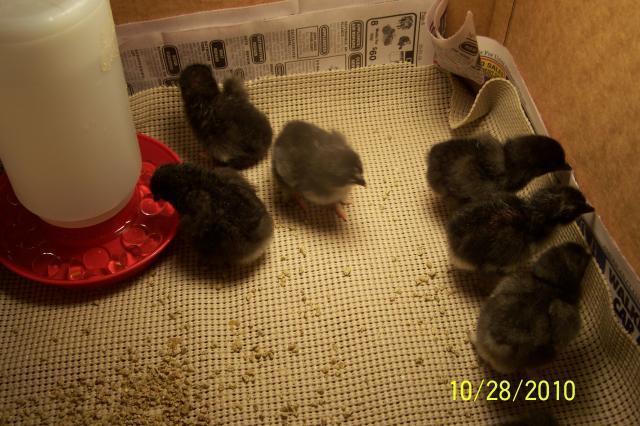 69029_hatching_chicks_003.jpg