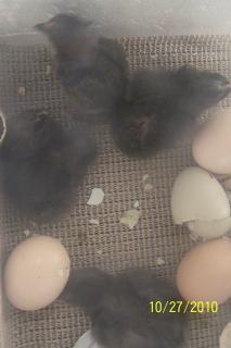 69029_hatching_chicks_005.jpg