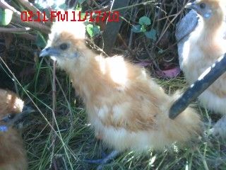 69089_6.jpeg