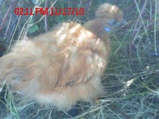 69089_7.jpeg