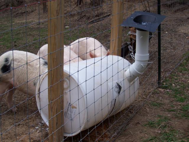 DIY 55 Gallon Drum Pig Feeder | Projects Using 55 Gallon Drum 