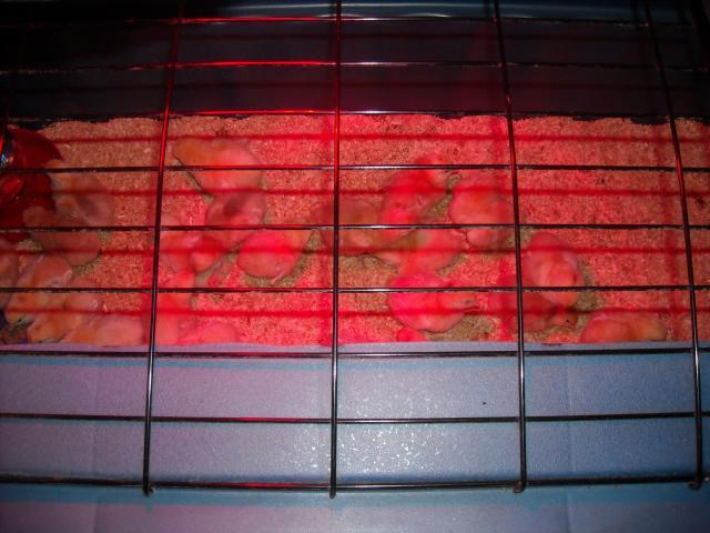 69120_dscn0045.jpg