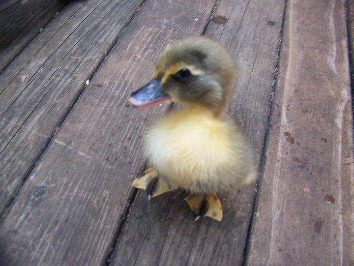 69187_ducks1.jpg
