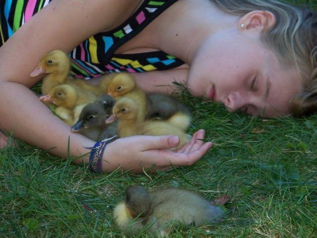69187_ducks4.jpg