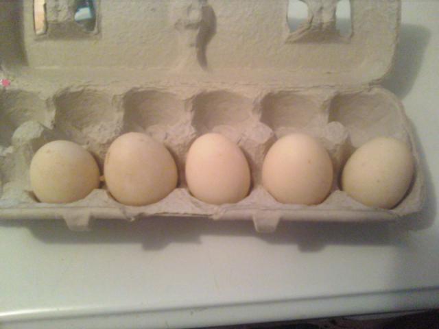 69187_eggs1.jpg