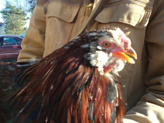 69214_ro_2_-_03.jpg