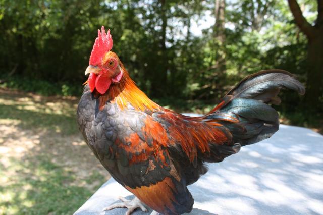 69221_bantam_roo.jpg