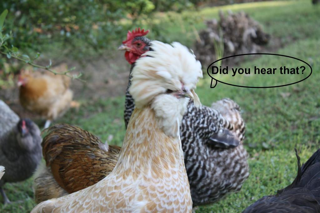69221_did_you_hear.jpg