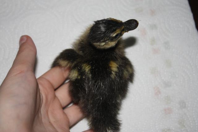 69221_duckies_025.jpg