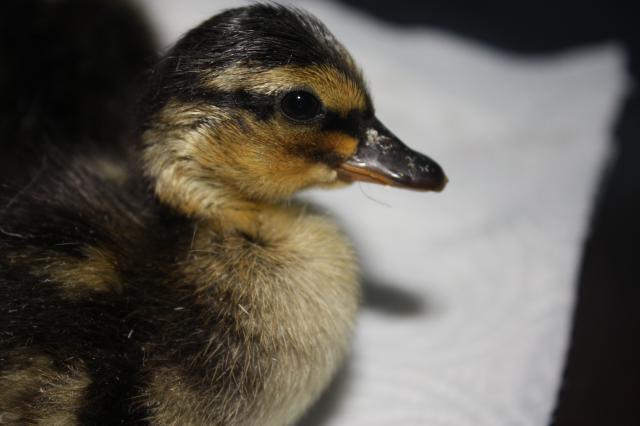 69221_duckies_027.jpg