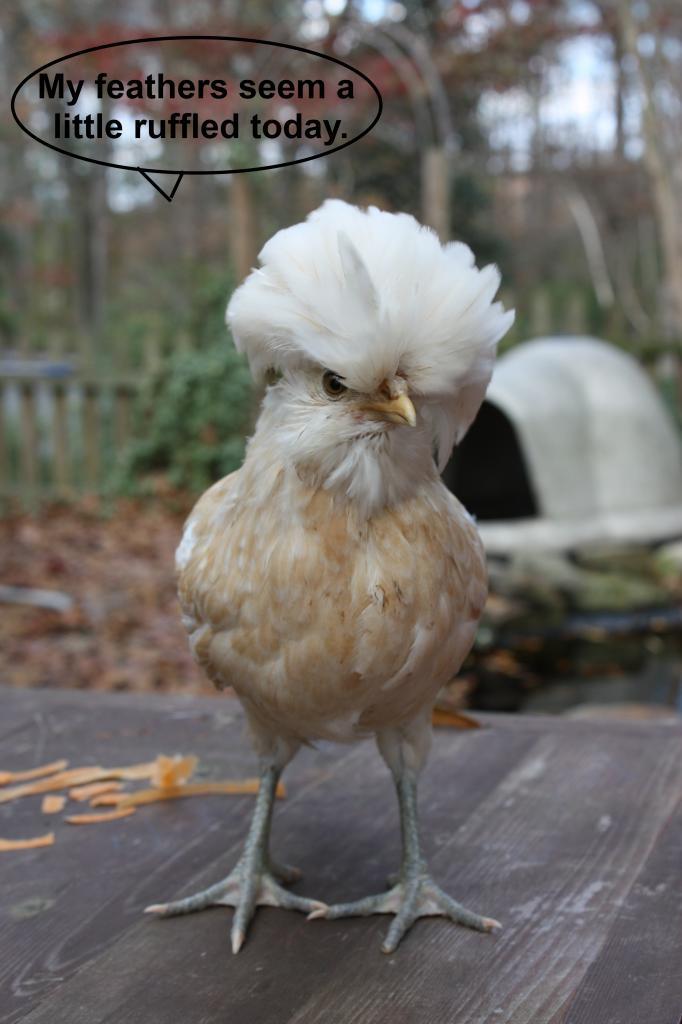 69221_my_feathers_seem.jpg