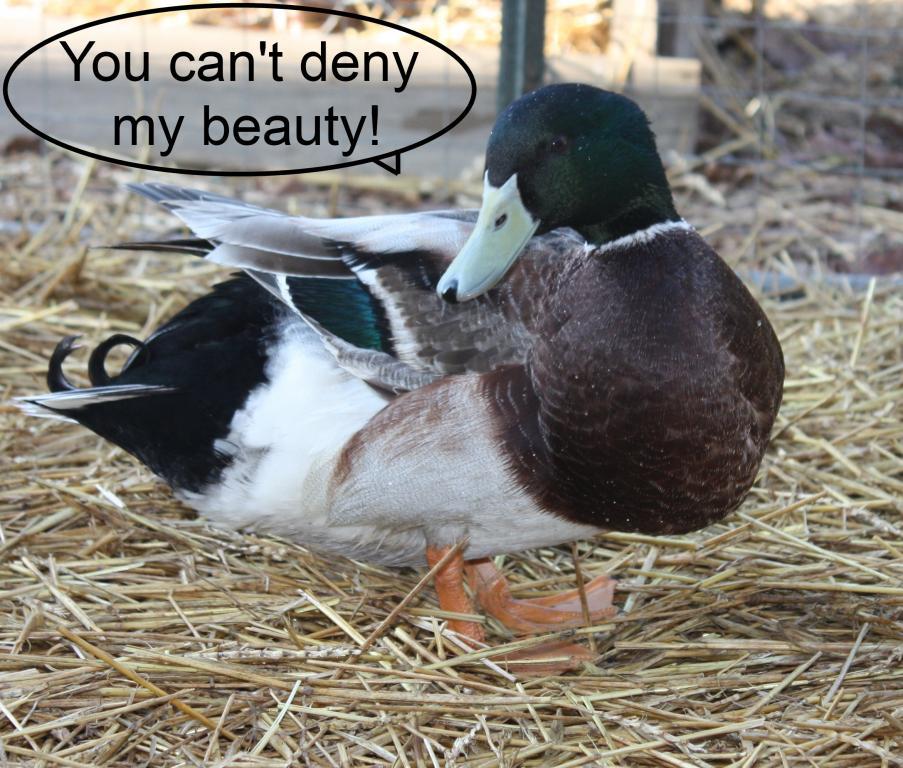 69221_you_cant_deny.jpg