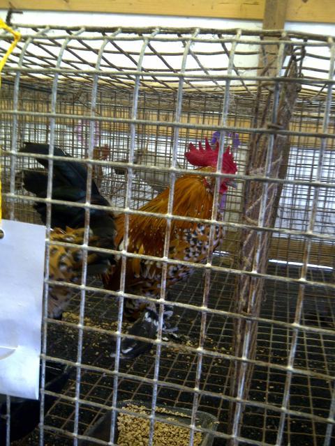 69260_adir_county_fair_2011_012.jpg