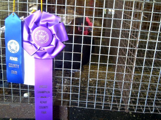 69260_adir_county_fair_2011_017.jpg