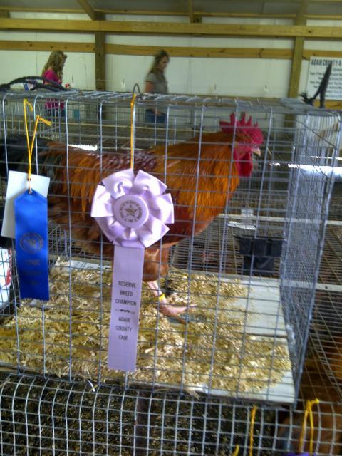69260_adir_county_fair_2011_023.jpg