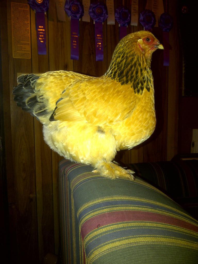 69260_buff_bramha_bantam_001.jpg
