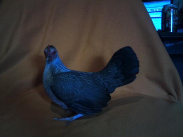 69260_chickens_2_013.jpg