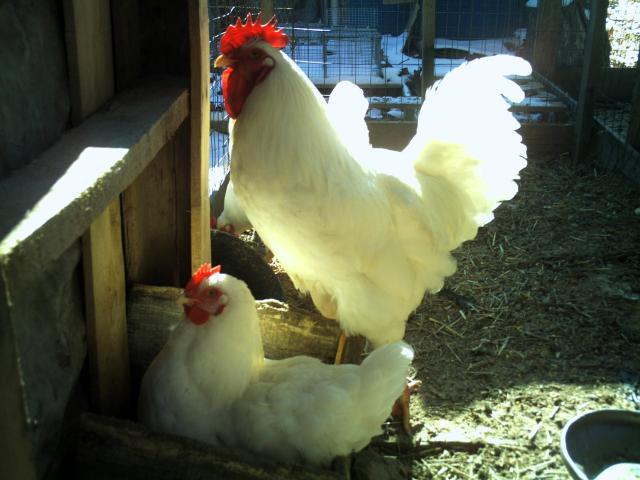 69260_chickens_layers_005.jpg