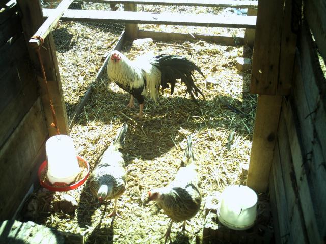 69260_chickens_layers_009.jpg