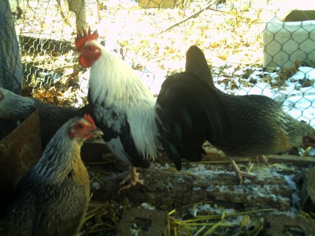 69260_chickens_layers_021.jpg