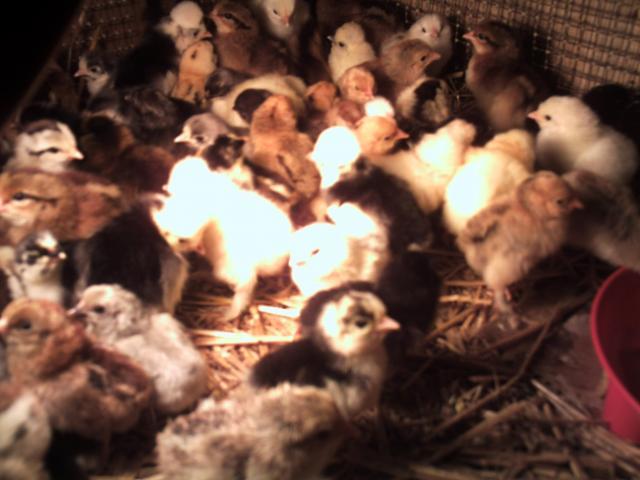 69260_chicks_003.jpg