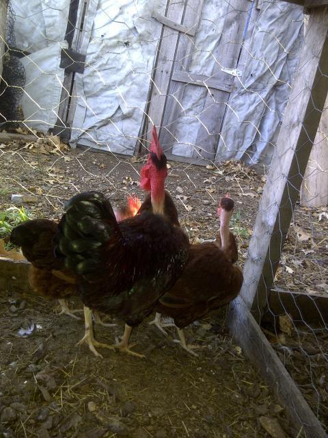 69260_my_birds_031.jpg