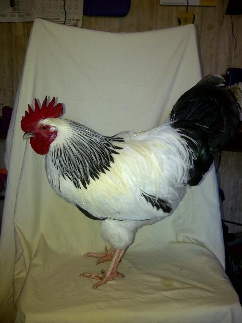 69260_p_roos_016.jpg