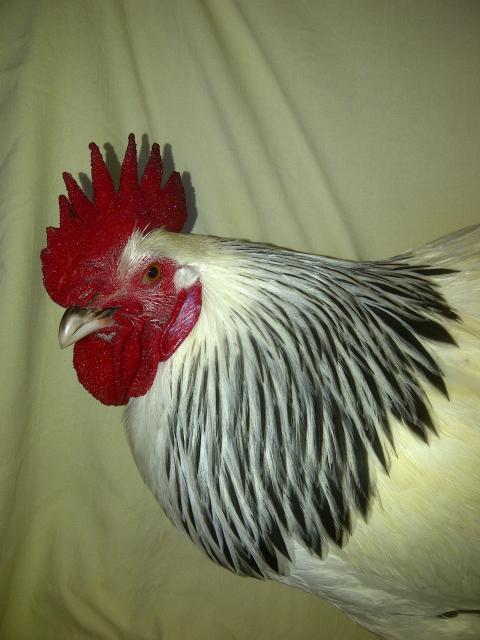 69260_p_roos_021.jpg